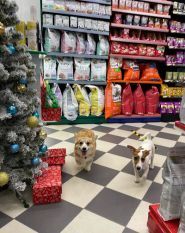 Кіт-пес, зоомагазин фото