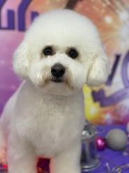 Wow, грумінг-салон фото