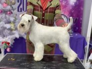 Wow, грумінг-салон фото