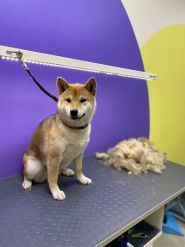 CoolPet, грумінг-салон фото