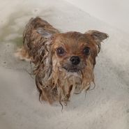 Kittibarbershop, грумінг-салон фото