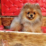 Kittibarbershop, грумінг-салон фото