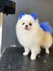 Супер Грумер, грумінг-салон фото