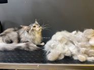 Супер Грумер, грумінг-салон фото