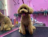 Groom Art Studio, грумінг-салон фото