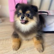 Kittibarbershop, грумінг-салон фото