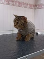 Sobaken grooming studio, салон краси фото