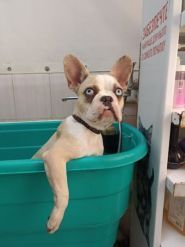 Sobaken grooming studio, салон краси фото