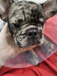 Юпітер, ветеринарний центр фото