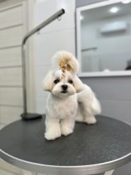 Happy Pets, груминг-салон фото