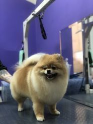 CoolPet, грумінг-салон фото