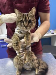 Мокрий Ніс, ветеринарна клініка фото