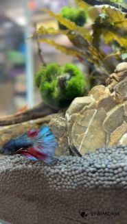 Зооветкомплекс фото