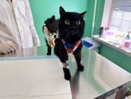 Vet Friend, послуги з тимчасового проживання домашніх тварин фото