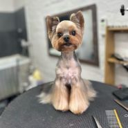 Happy Pets, груминг-салон фото