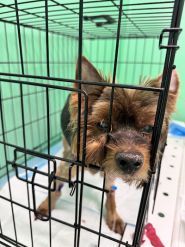 Vet Friend, послуги з тимчасового проживання домашніх тварин фото