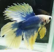 Аквамир на Позняках фото