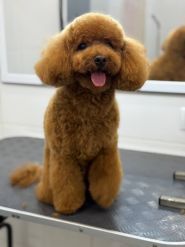 Happy Pets, груминг-салон фото