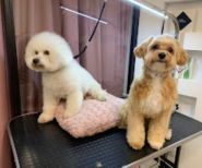 Grooming&Spa ЗaЗaЗen, грумінг-салон фото