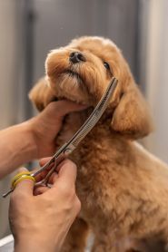 Happy Pets, груминг-салон фото