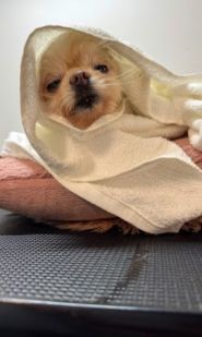 Grooming&Spa ЗaЗaЗen, грумінг-салон фото