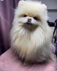 Grooming&Spa ЗaЗaЗen, грумінг-салон фото