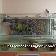 Fish Home Service, студія дизайну та обслуговування акваріумів фото