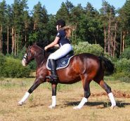 Моя Мечта, конный клуб фото