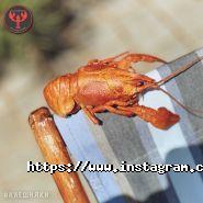 Клешняки, магазин раків фото