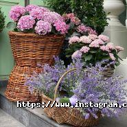 Фанфан Тюльпан, квітковий магазин фото