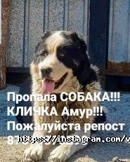 Ветеринарная клиника на Керегетас фото