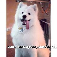 Артемон, зоосалон фото