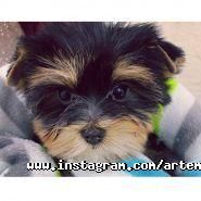 Артемон, зоосалон фото