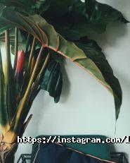 Луч кава, кафе фото