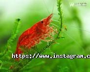 Немо, зоомагазин фото