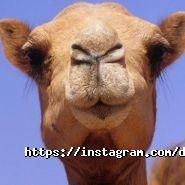 Dimetogo, онлайн-сервіс бронювання квитків фото