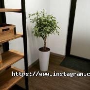 Botanica, інтернет-магазин кімнатних рослин і квітів фото