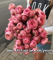 PEONY flower house, магазин квітів фото