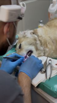 Pet Center, клиника ветеринарной медицины фото