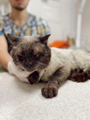 Рыжий кот, ветеринарная клиника фото