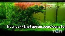 Coral Studio, студія акваріумного дизайну фото
