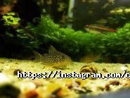 Coral Studio, студія акваріумного дизайну фото