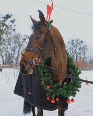 Парадиз, кінний клуб фото