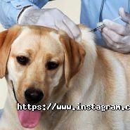 Улюбленець, ветеринарна клініка фото