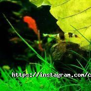 Coral Studio, студія акваріумного дизайну фото