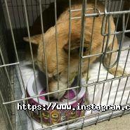 Улюбленець, ветеринарна клініка фото