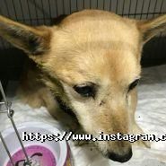 Улюбленець, ветеринарна клініка фото