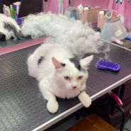 Groom Art Studio, грумінг-салон фото