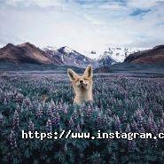 Kino-Nik&El, фото і відеозйомка фото