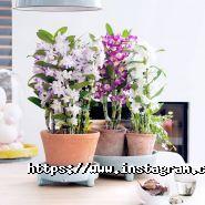 AgroVinn, интернет-магазин товаров для сада фото